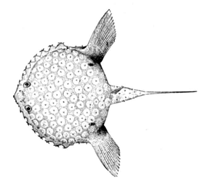 Halieutichthys aculeatus
