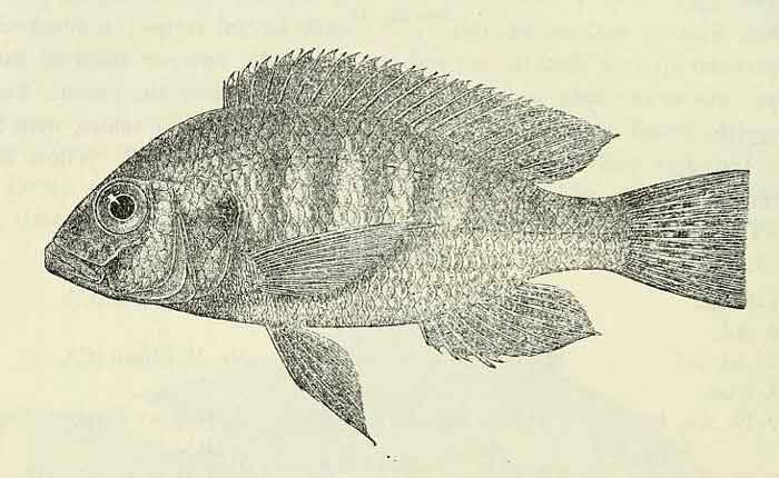 Haplochromis angustifrons