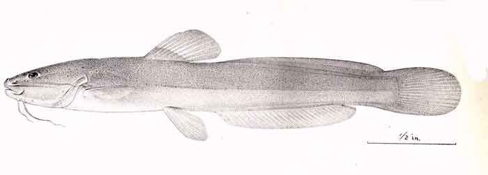 Heptapterus stewarti