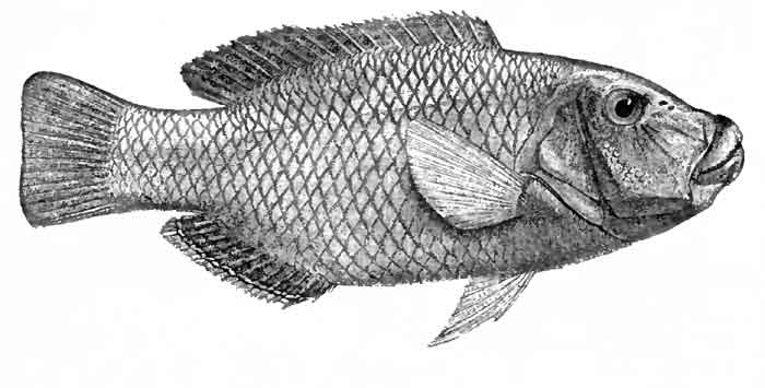 Hemigymnus melapterus