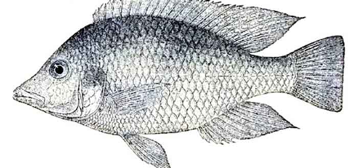 Hemitilapia oxyrhynchus