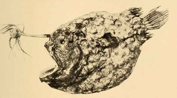 Himantolophus groenlandicus