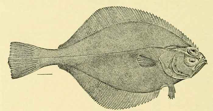 Hippoglossoides elassodon