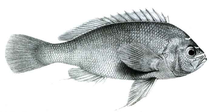 Holanthias fronticinctus