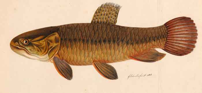 Hoplerythrinus unitaeniatus