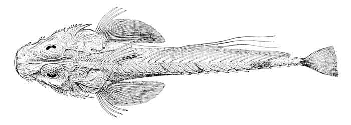 Hoplichthys citrinus