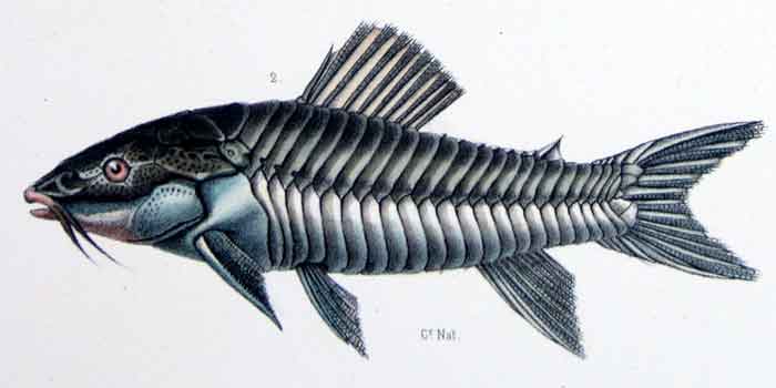 Hoplosternum littorale