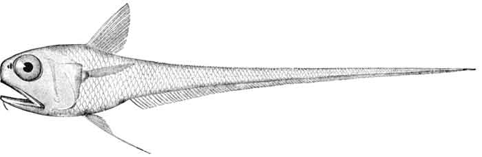 Hymenocephalus italicus