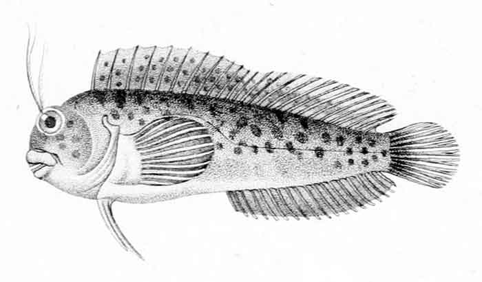 Hypleurochilus fissicornis