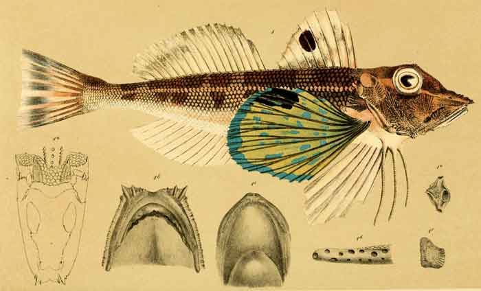 Lepidotrigla vanessa