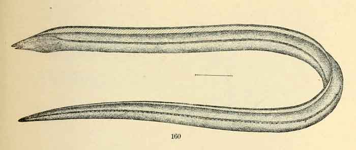 Letharchus velifer