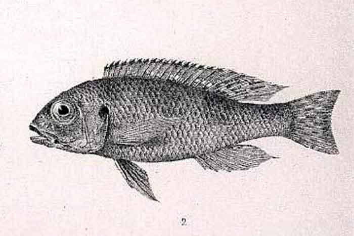 Limnochromis auritus