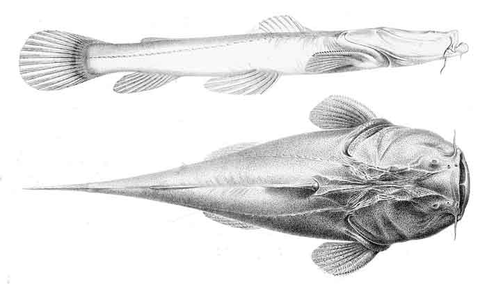 Lophiosilurus alexandri