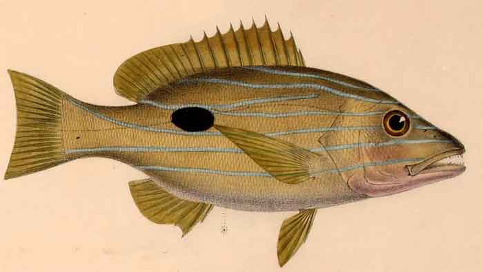 Lutjanus coeruleolineatus