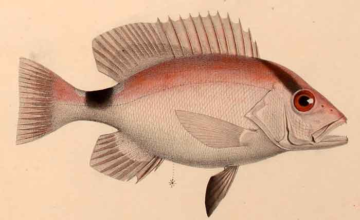 Lutjanus erythropterus