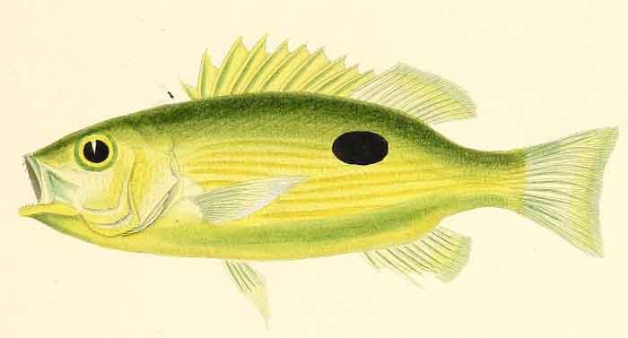 Lutjanus fulviflamma 