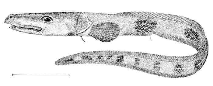 Lycenchelys verrillii 