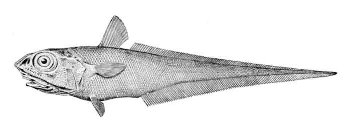 Macrourus berglax