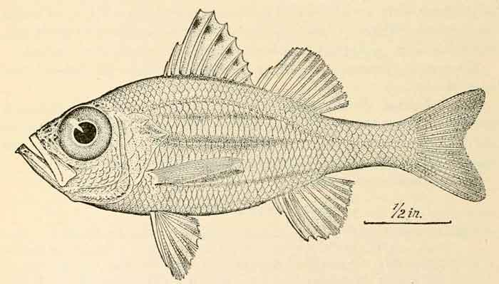 Malakichthys griseus