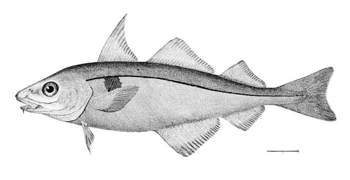 Melanogrammus aeglefinus