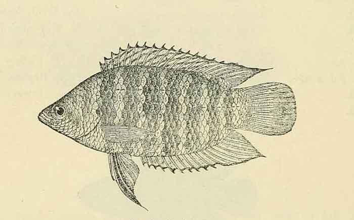 Microctenopoma fasciolatum