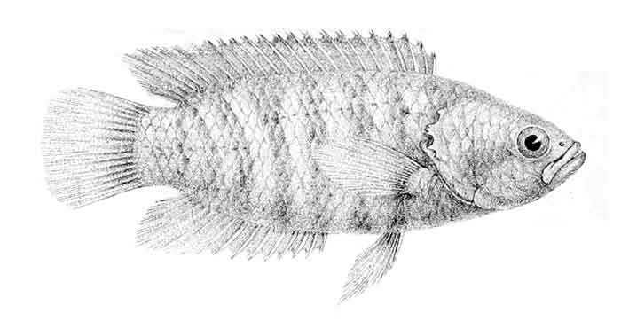 Microctenopoma nanum