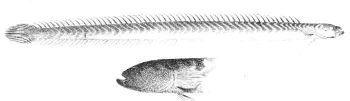 Microdesmus dipus