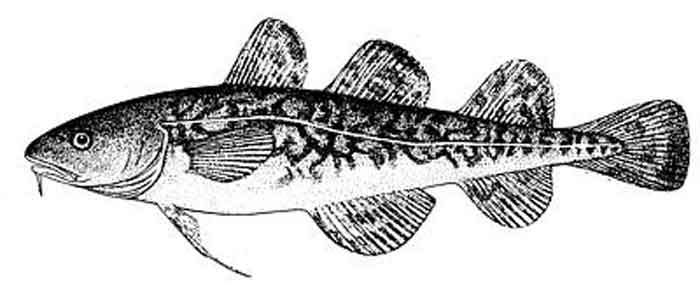 Microgadus tomcod