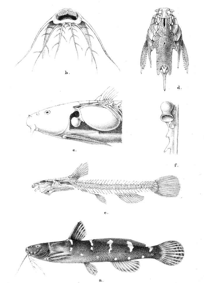 Microsynodontis batesii