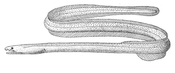 Muraenichthys gymnopterus