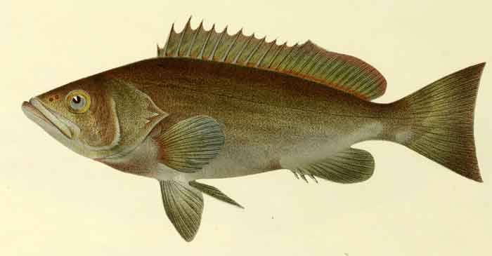 Mycteroperca acutirostris 