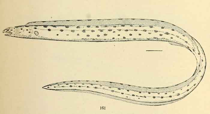 Myrichthys tigrinus