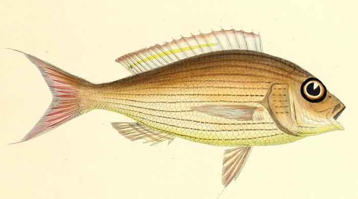 Nemipterus japonicus