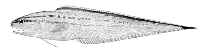 Neobythites marginatus 