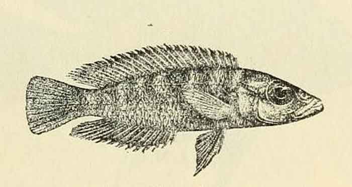 Neolamprologus fasciatus