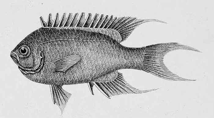 Neopomacentrus taeniurus