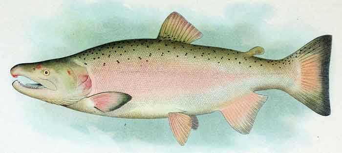 Oncorhynchus kisutch