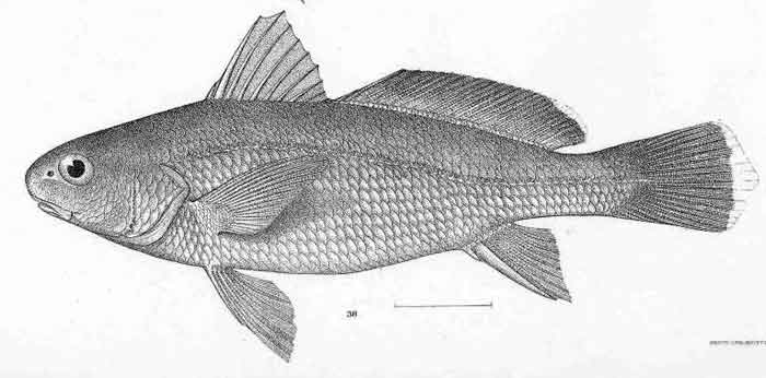 Ophioscion simulus