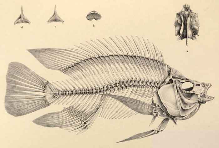 Oreochromis niloticus