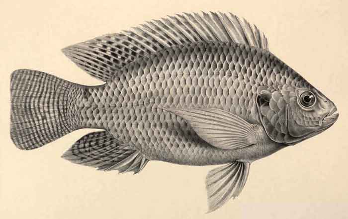 Oreochromis niloticus