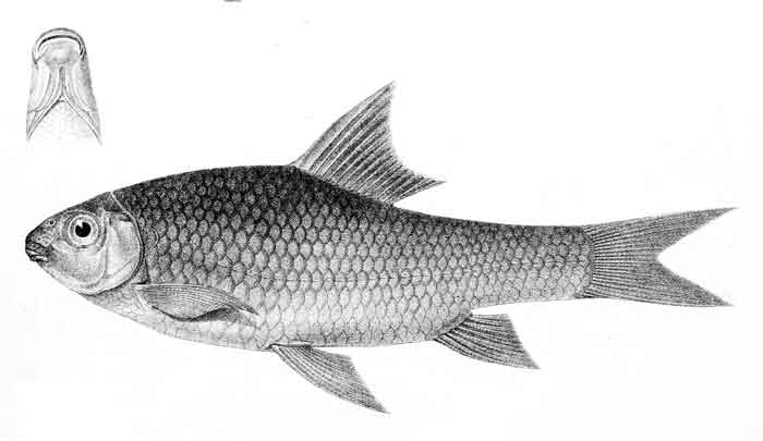 Osteochilichthys brevidorsalis