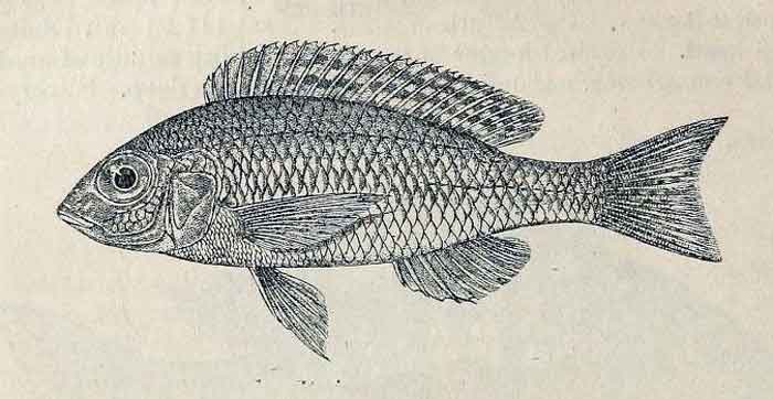 Otopharynx argyrosoma