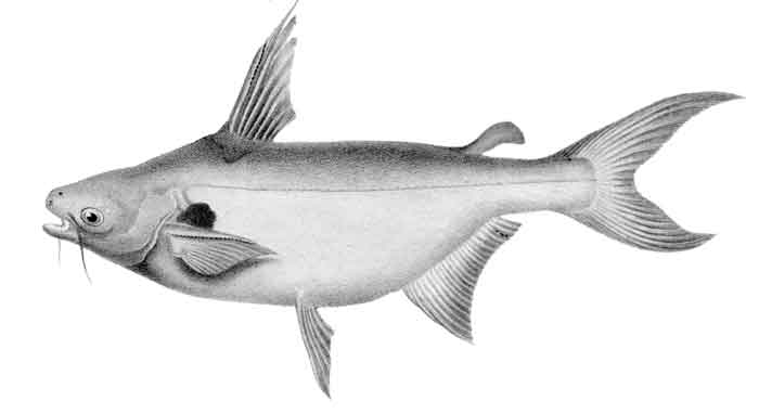 Pangasius larnaudii