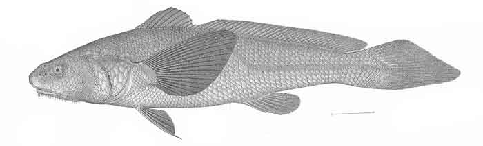 Paralonchurus petersii