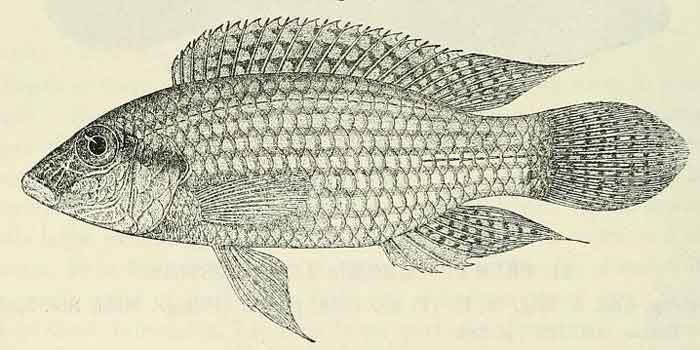 Parananochromis longirostris