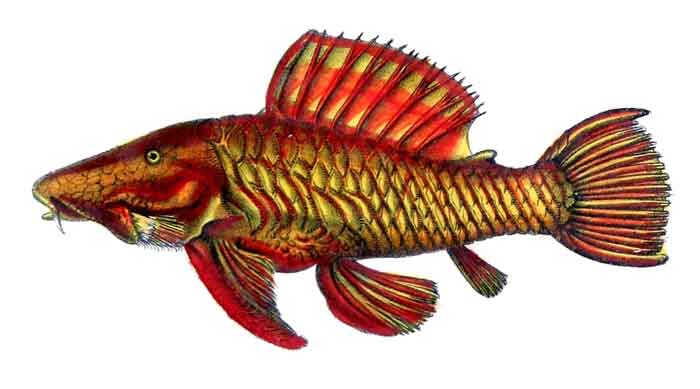 Parancistrus aurantiacus