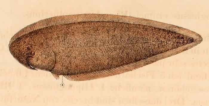 Paraplagusia bilineata