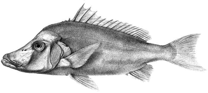 Paristiopterus labiosus