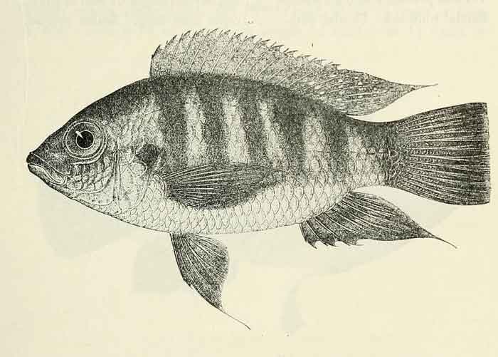 Pelmatochromis buettikoferi