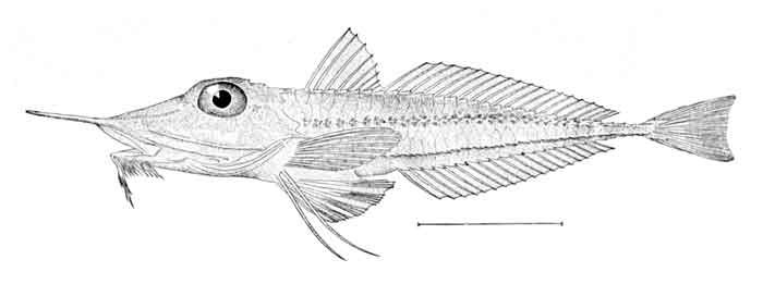 Peristedion gracile